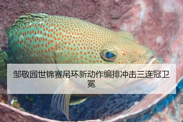 邹敬园世锦赛吊环新动作编排冲击三连冠卫冕